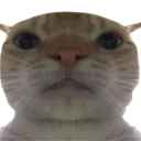 YO
