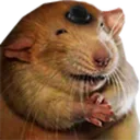 rat