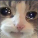 petcatsad petcatsad