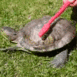turtleScrub