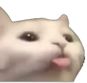 tongue
