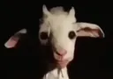 DaGoat