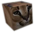 FloppaCube