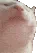 :catJAM: catJAM