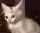 cat_2 Discord emoji