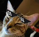thugkitty2 Discord Emoji