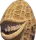 meganut