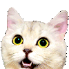 catayooo Discord Emoji