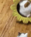 KittySpazz