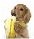 dog_eat_banana Discord emoji