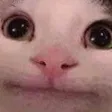 cat_smile cat_smile