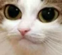 CatBigeyes