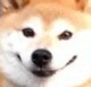 smugshiba