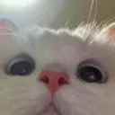catpeek