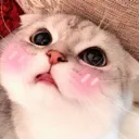 catblushhappy