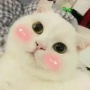 catlookblush