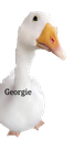 Georgie23
