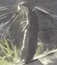 ZOtterJam