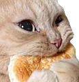 nomkitty