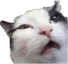 272733942032211