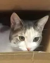 Boxcat Discord Emoji