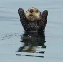 Handsup