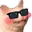 swagcat swagcat