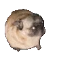pogpug