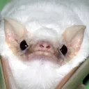 angybat