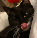 sheseeprey