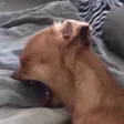 E_dogscream