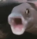 PogFish