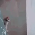 RUN RUN