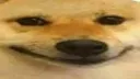 doge_wide