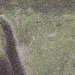 pingBAER_A