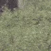 pingBAER_R