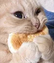 SW_araf_nom