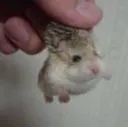 sweetjesus