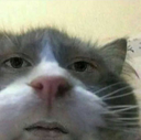 disguSTANG