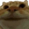 CatYes