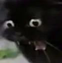 catouch