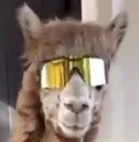 spafki spafki