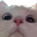 catwhat Discord emoji