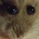 Lok_Hampter_Stare Lok_Hampter_Stare