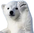 lilBear
