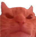 madcat