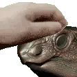 Minmi_Pet Minmi_Pet