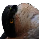 sparrowhawkwhat