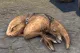 GuarSleep
