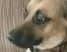 scareddog